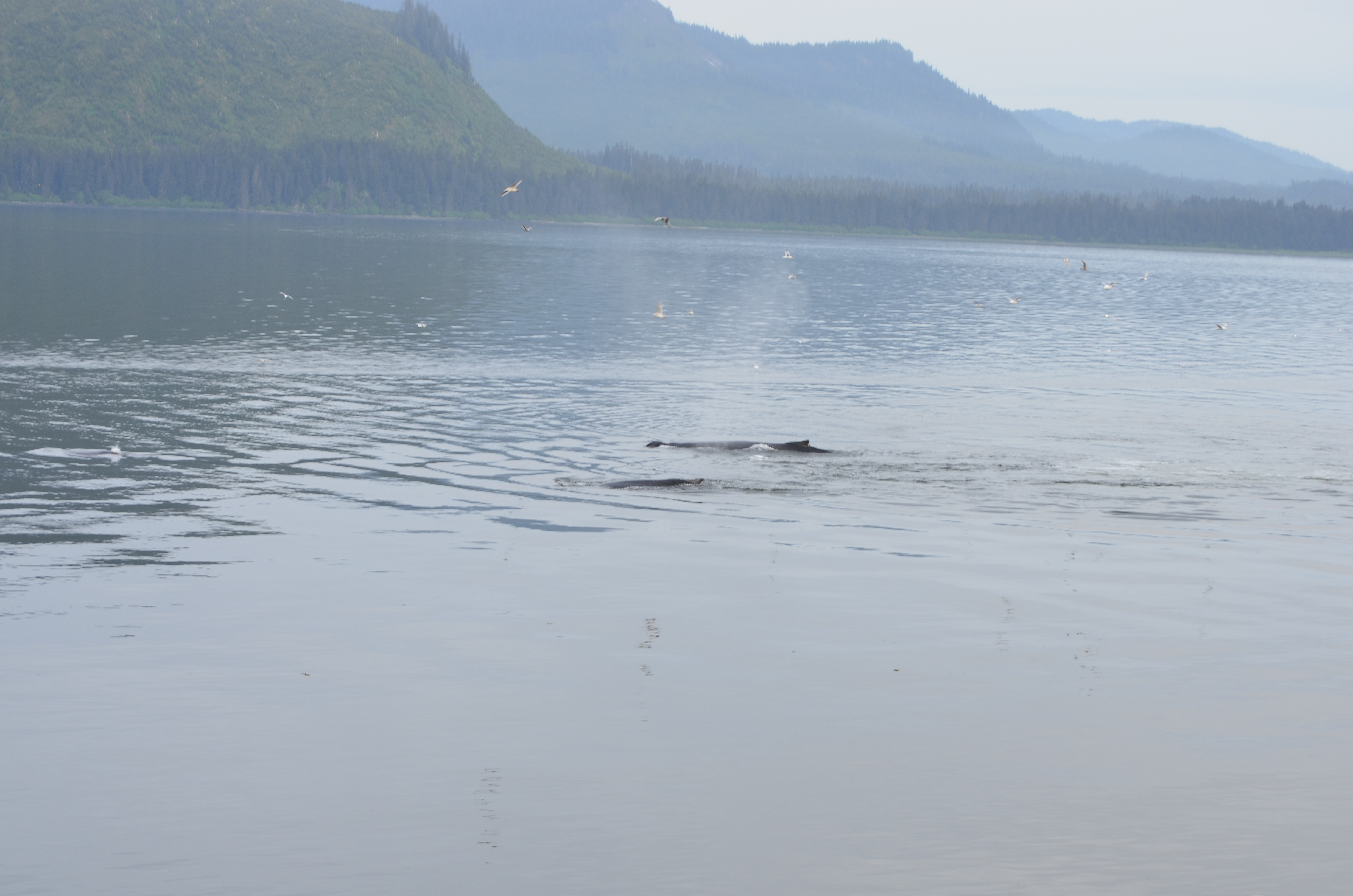 ./2017/08 - Alaska Cruise/10 - Icy Strait Point/DSC_0189.JPG